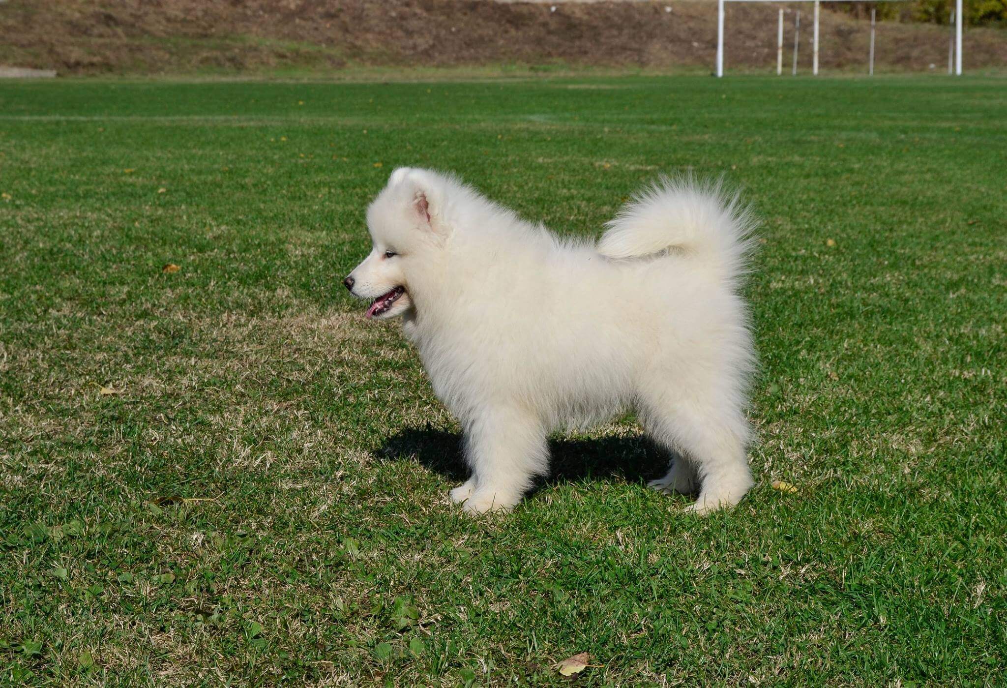 Samoyed