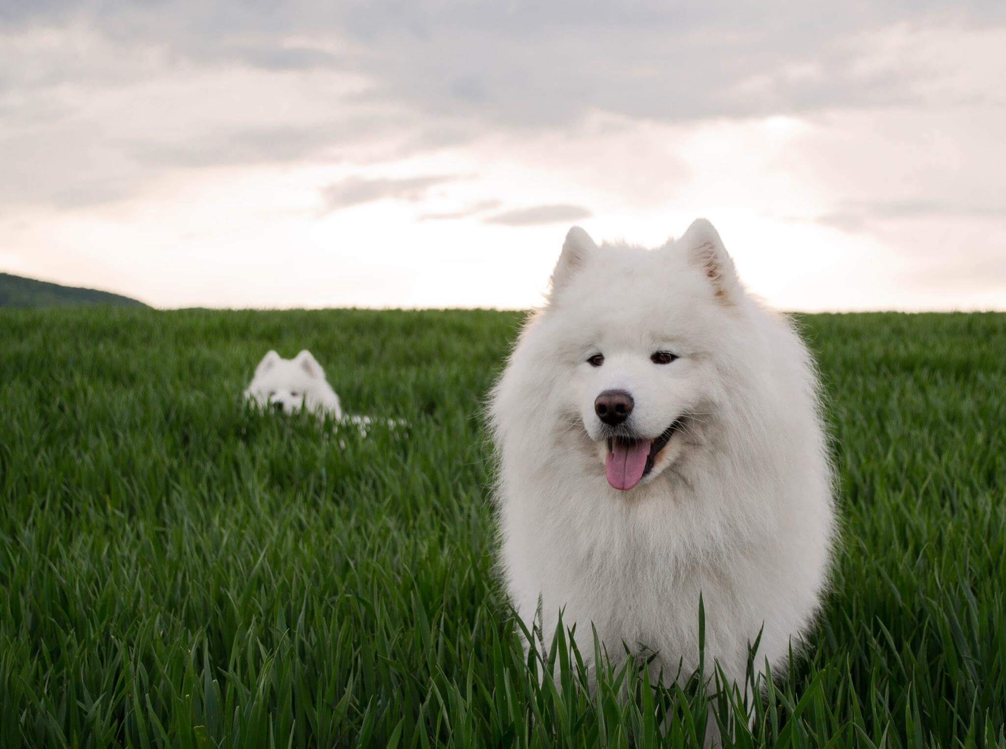 Samoyed