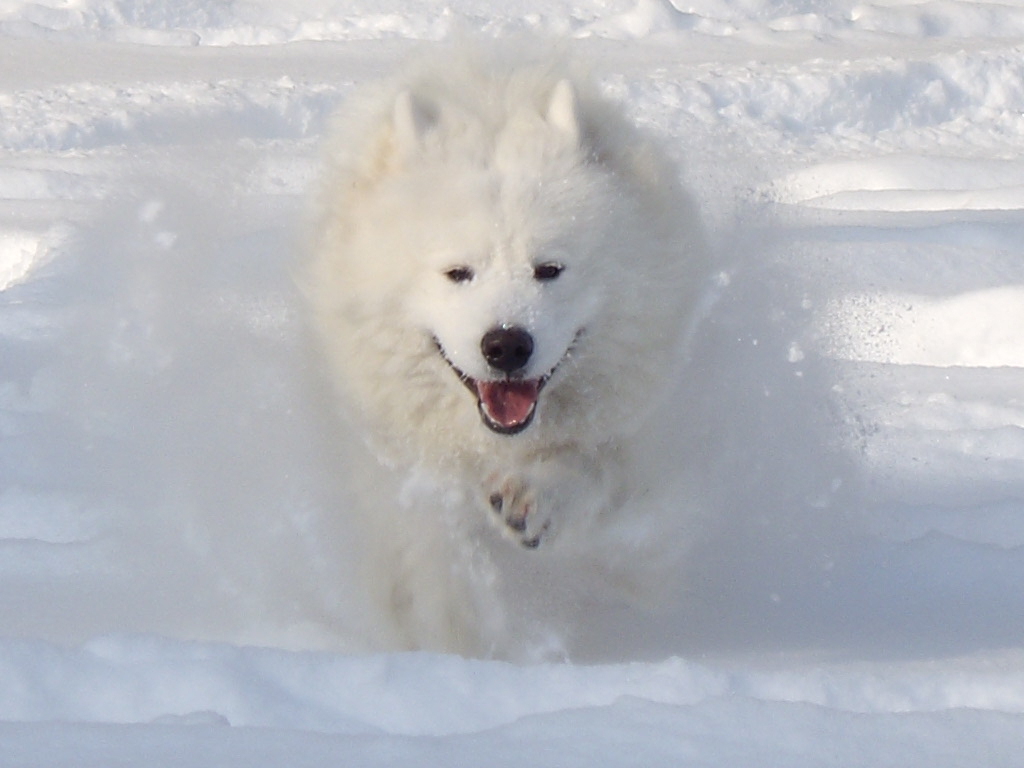 Самоеди "Grand Smile"