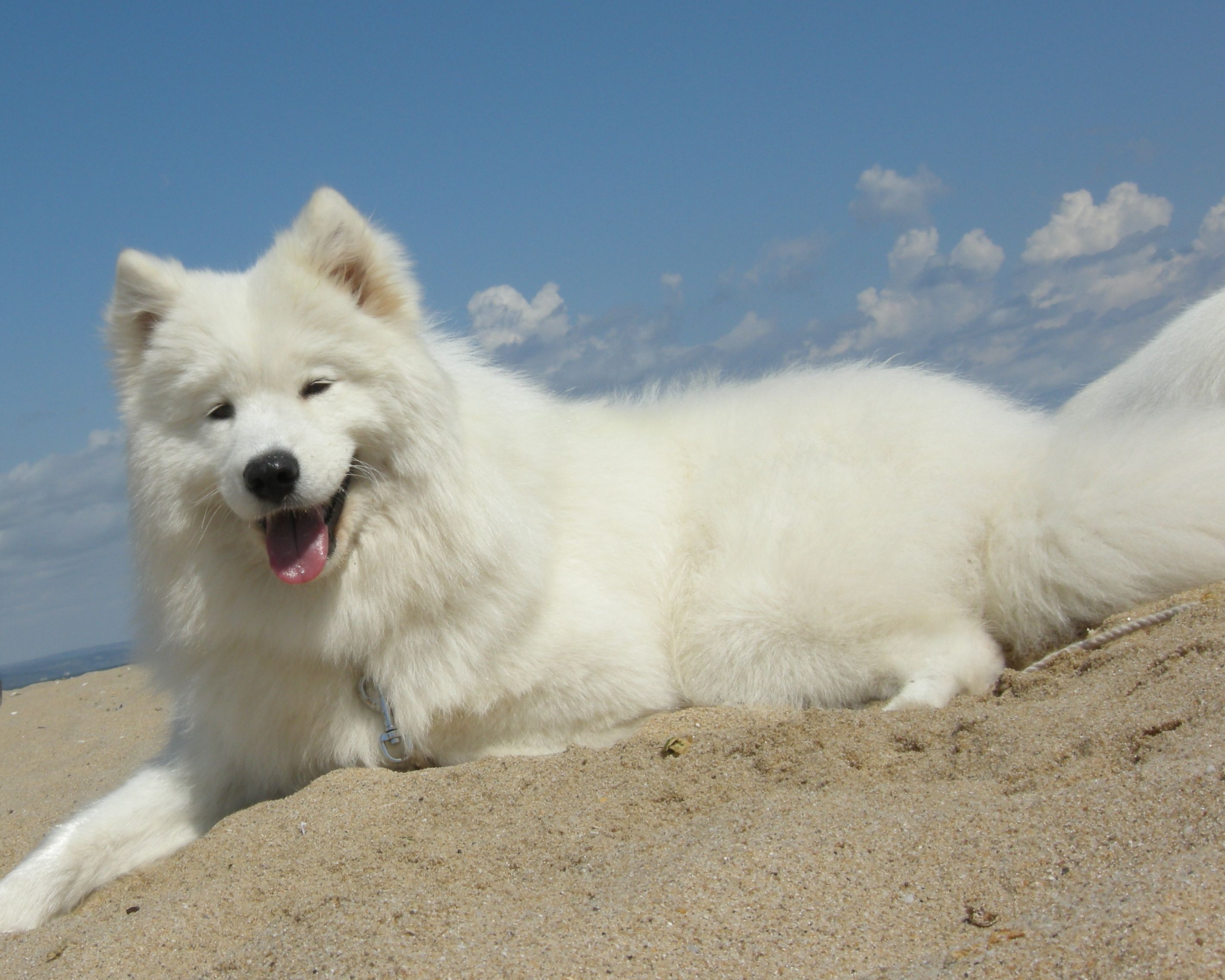 Самоеди "Grand Smile"