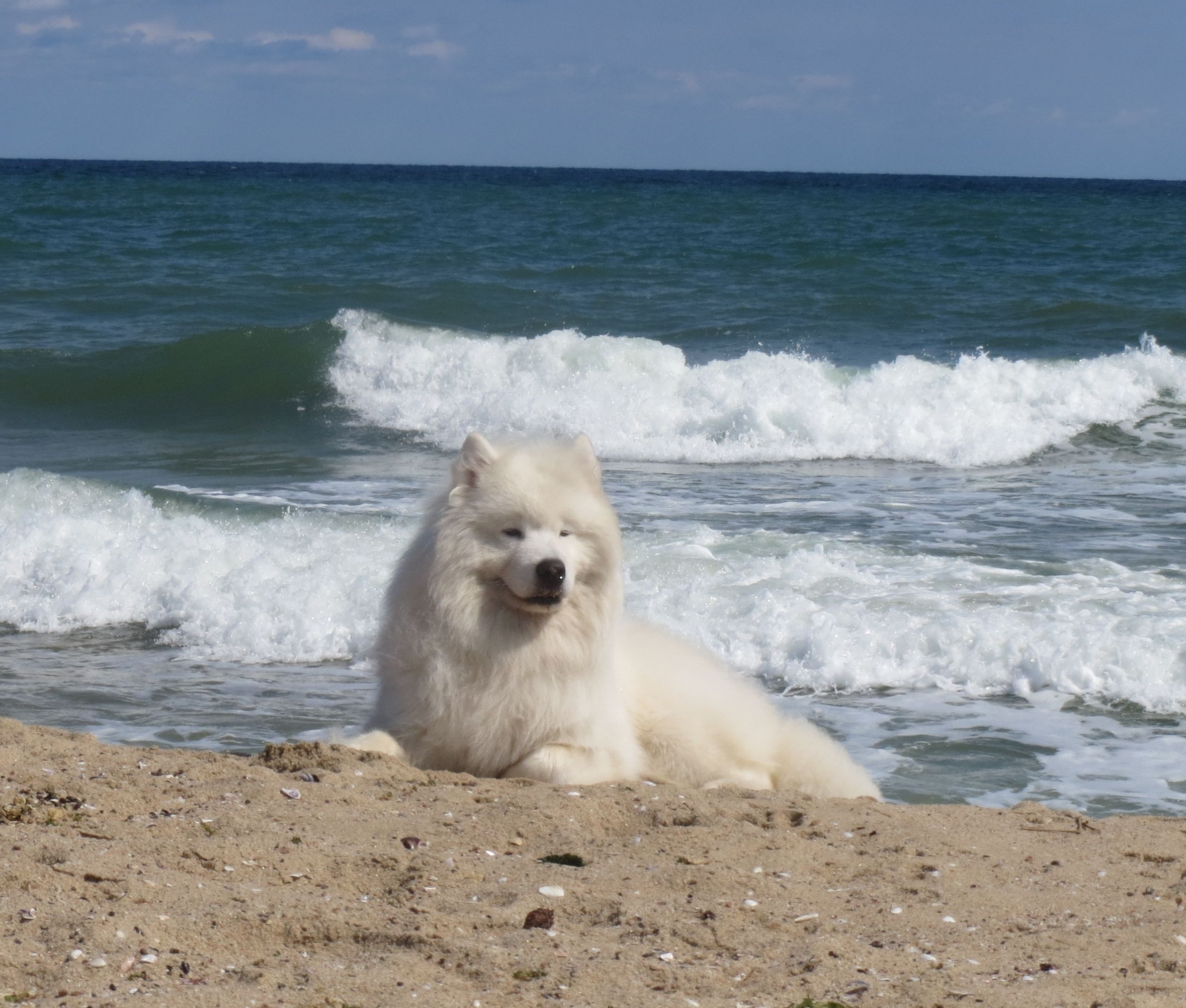 Самоеди "Grand Smile"
